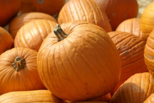 Calabaza Microdosis Baja California Sur