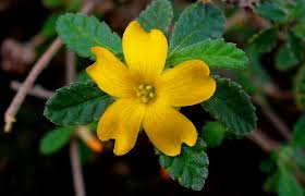 Damiana Microdosis Baja California Sur