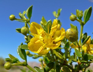 Gobernadora Microdosis Baja California Sur