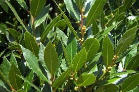 Laurel Microdosis Baja California Sur
