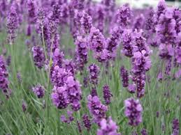 Lavanda Microdosis Baja California Sur