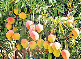 Mango Microdosis Baja California Sur