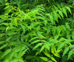 Neem Microdosis Baja California Sur