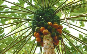 Papaya Microdosis Baja California Sur