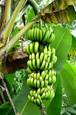 Plátano Microdosis Baja California Sur