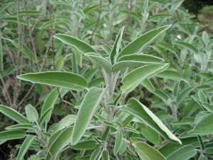 Salvia Microdosis Baja California Sur