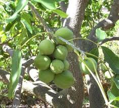 Zapote Blanco Microdosis Baja California Sur