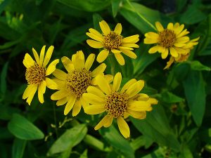 Arnica Microdosis Baja California Sur