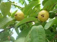 Guayaba Microdosis Baja California Sur