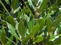 Laurel Microdosis Baja California Sur