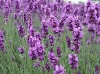 Lavanda Microdosis Baja California Sur