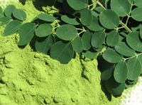 Moringa Microdosis Baja California Sur