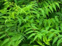 Neem Microdosis Baja California Sur