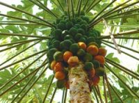 Papaya Microdosis Baja California Sur