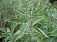 Salvia Microdosis Baja California Sur