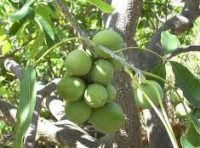 Zapote Blanco Microdosis Baja California Sur