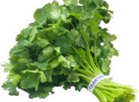 Cilantro Microdosis Baja California Sur